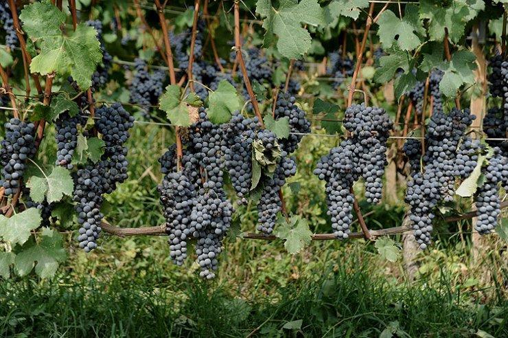 densamente popolato da cascine e nuclei