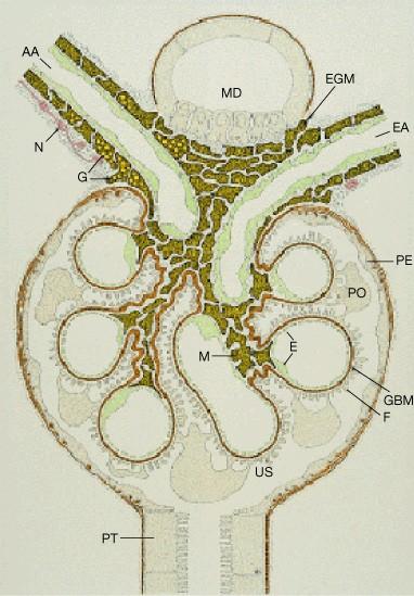 INTRODUZIONE ANATOMO-FISIOPATOLOGICA Rappresentazione schematica del glomerulo GBM: membrana basale