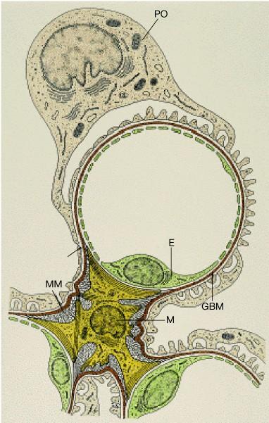 COMPONENTI ANATOMO-FUNZIONALI PIU SIGNIFICATIVE NEI CONFRONTI DELLA PROTEINURIA GLOMERULARE (2) MEMBRANA BASALE GLOMERULARE principali componenti - Collageno IV - Laminina - Fibronectina -