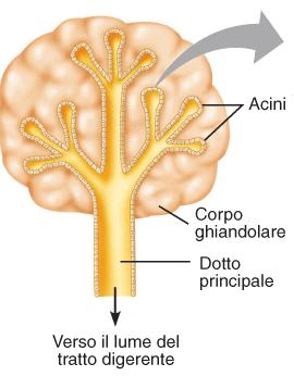 LEZIONE 32: SECREZIONE 1 Succo digestivo prodotto dalle