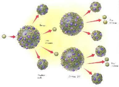 Bomba Atomica e Processi Nucleari a Catena Si ottiene quando si producono più neutroni di quelli decomposti o non intercettati. Si innesca una reazione a catena.