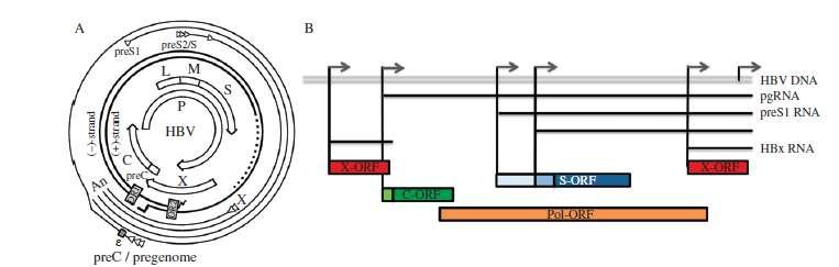 NT CP Sodium Taurocholate Cotrasporting Peptide ANALOGHI