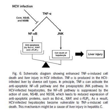 HCV Zein NN; J Hepatol 2005 Etanercept Study Group.