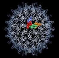 HBV EPATOTROPO Effetto citopatico mediato dal Sistema Immunitario Può dare infezione epatica autolimitantesi o cronica