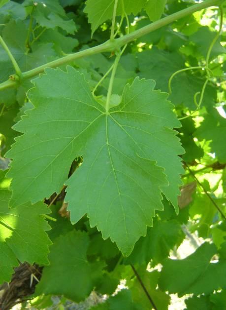 Foglia Grappolo CENNI STORICI, ORIGINE, DIFFUSIONE Era un uva molto diffusa nel passato soprattutto nel bolognese, anche se veniva coltivata come apprezzata uva da tavola in tutta l Emilia-Romagna.