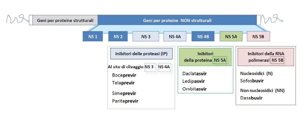 2. MECCANISMO D AZIONE SPECIFICO