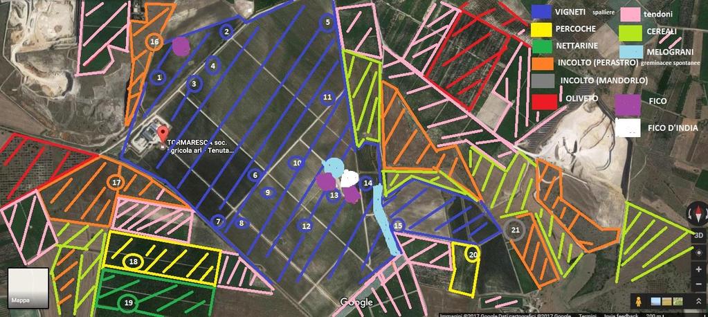 ANNI 2015-2017, VIGNETI DELL AZIENDA BOCCA DI LUPO, MINERVINO MURGE, INFESTATI DA C.