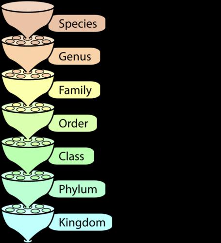 Una specie viene posizionata in gruppi