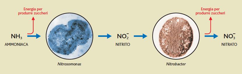 CHEMIOAUTOTROFI ricavano l energia dall