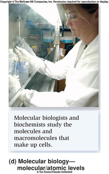 Biologi molecolari e biochimici studiano le molecole e le macromolecole che cos@tuiscono le