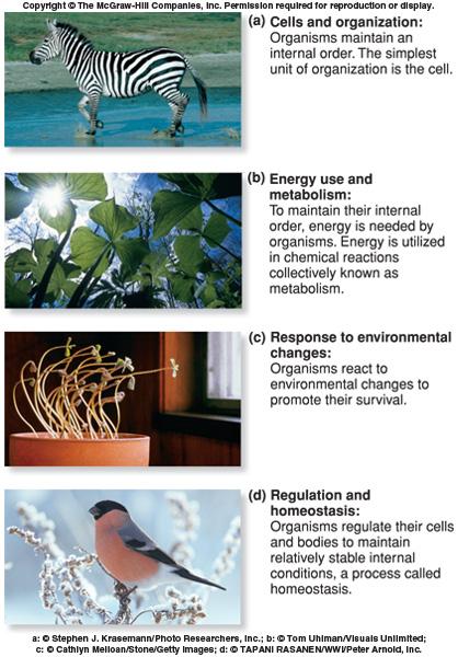 SeGe caragerisiche della vita 1. Cellule ed organizzazione 2. Uso dell energia e metabolismo 3. Risposta ai mutameni ambientali 4. Regolazione ed omeostasi 5. Crescita e sviluppo 6.