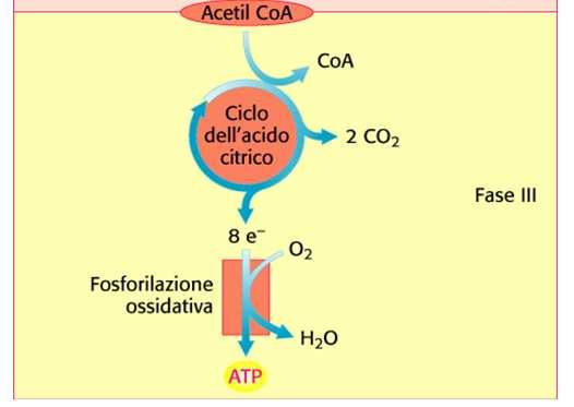 4 kcal/g 1 2 GLUCIDI DELLA DIETA LA DIGESTIONE DEI GLUCIDI - Amido - inizia nella bocca -