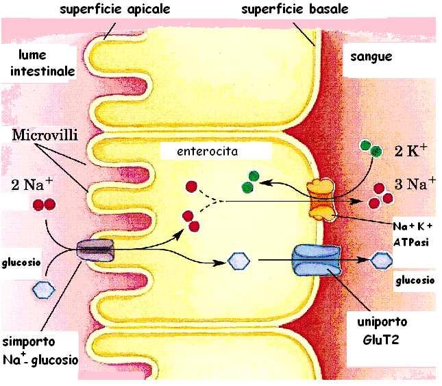 SITO bocca lume del tenue ENZIMA α-amilasi salivare α-amilasi pancreatica I prodotti dell azione delle α-amilasi sull amido sono: orletto a spazzola α-glicosidasi α-destrinasi lattasi saccarasi