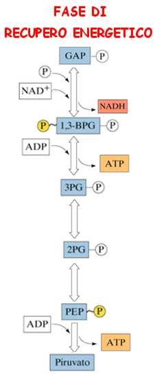 22 GLICOLISI Via metabolica universale ed ubiquitaria Sequenza