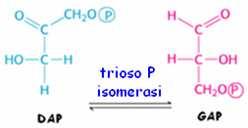 sito principale di regolazione della glicolisi ΔG 0