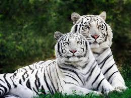 TIGRE SIBERIANA NOME: Panthera Tigris Altaica FAMIGLIA: felidi ORDINE: carnivori HABITAT: Siberia sud-orientale, nel territorio compreso tra la Manciuria (Cina nord-orientale) e la Corea.