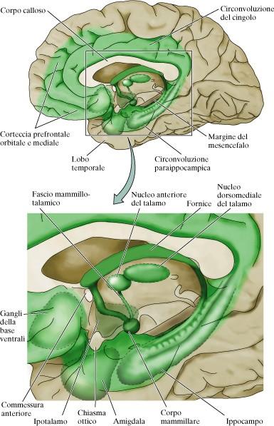 le regioni mediali della corteccia cerebrale insieme a ipotalamo, amigdala e altre strutture neuronali costituiscono il sistema