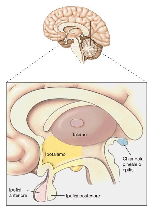 le informazioni dai sistemi di controllo omeostatico e viscerale