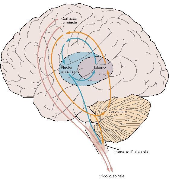 I nuclei o gangli della base Non stabiliscono connessioni afferenti ed efferenti dirette con il midollo spinale Principali afferenze dalla corteccia cerebrale (e dal talamo) Principali efferenze al