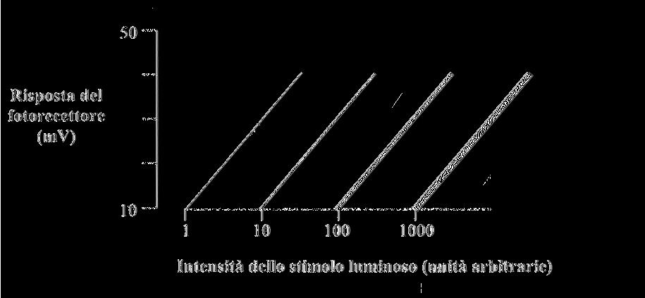 Anno accademico 2007 2008 2. Meccanismi di regolazione dell esocitosi nei neuroni. 3. I due emisferi cerebrali mostrano spiccate differenze anatomiche e funzionali.