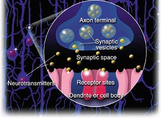 neurone-fibra muscolare prende