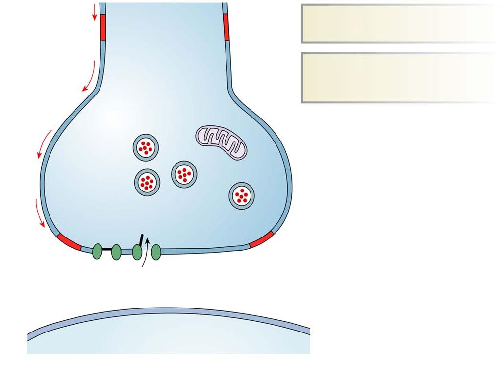 Action potential 1 An action potential depolarizes the axon terminal.