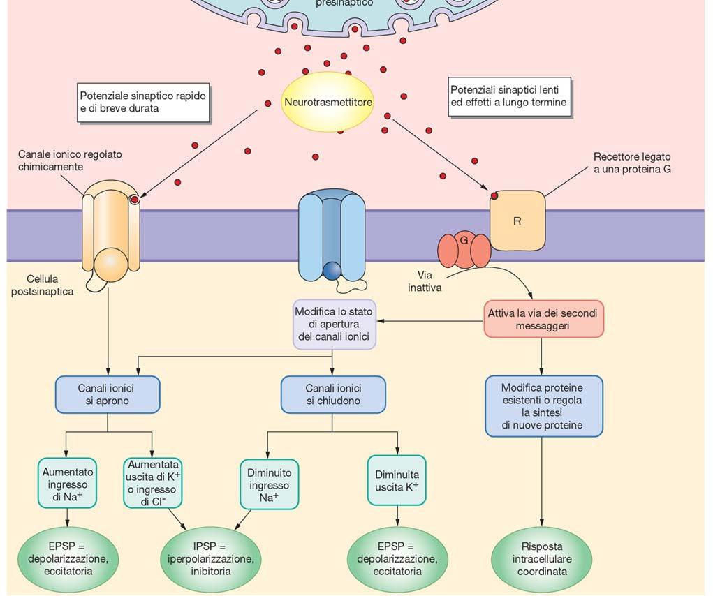 L unione del neurotrasmettitore al recettore innesca una serie di risposte nella cellula postsinaptica: -molti neurotrasmettitori generano risposte rapide e di breve durata aprendo un canale ionico