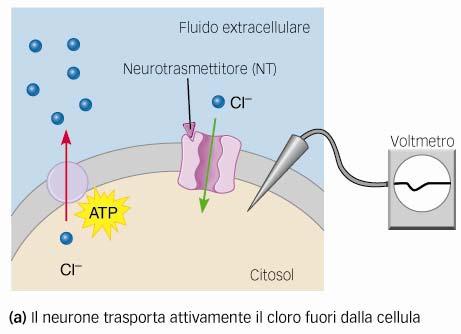 Funziona in modo