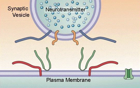 entrata del Ca 2+ determina l attivazione della sinaptotagmina con conseguente disancoraggio delle vescicole alla membrana presinaptica ed esocitosi del contenuto vescicolare all interno della