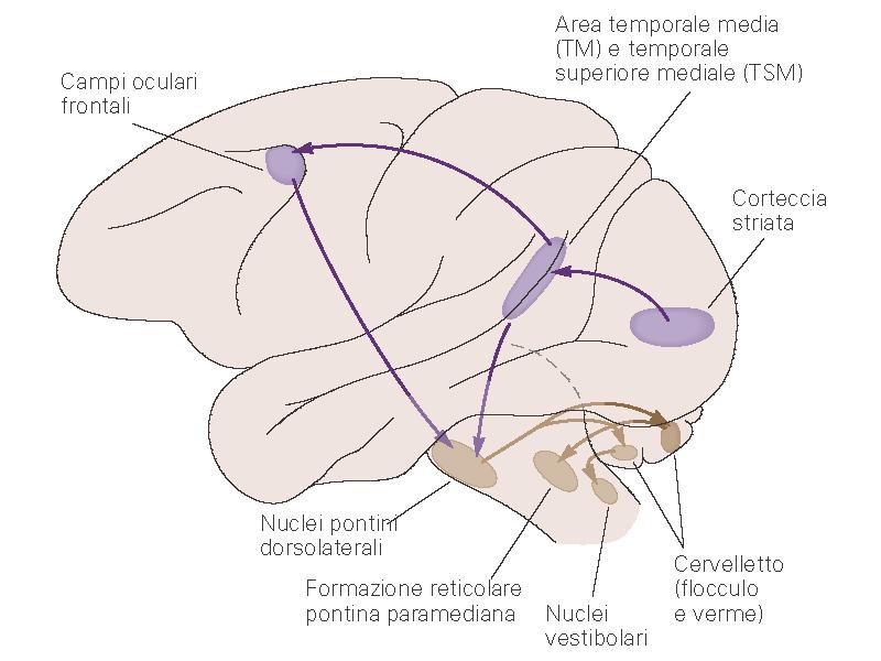 2. Sistema dei movimenti di inseguimento Neuroni che segnalano la velocità dell occhio per questi movimenti sono stati identificati a livello dei nuclei vestibolare mediale e preposito dell ipoglosso.