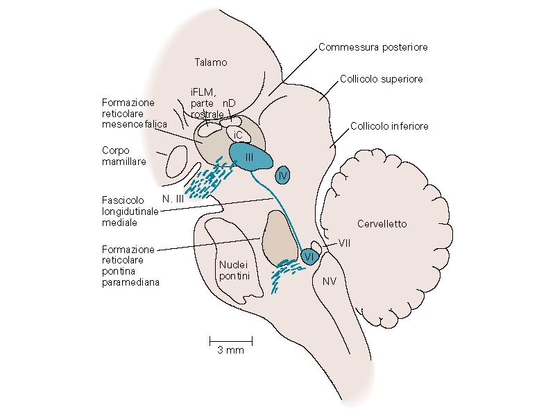 Il sistema oculomotorio I sei muscoli sono controllati da tre gruppi di motoneuroni i cui corpi cellulari sono situati in tre nuclei del tronco dell encefalo (tre nervi cranici) Nervo oculomotore
