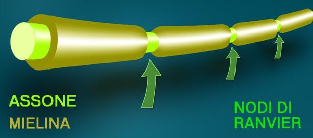 La trasmissione di impulsi elettrici è molto rapida e la guaina mielinica incrementa la velocità dal momento che si depolarizzano solo i