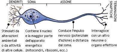 Neurone sensitivo: o neurone afferente portano gli impulsi dal recettore periferico al SNC, percependo i cambiamenti dell ambiente esterno e inviando le informazioni sottoforma di impulso.