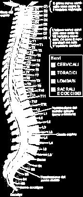 NERVI SPINALI Dal midollo spinale emergono 31 paia di nervi spinali indicati dal nome delle rispettive vertebre.