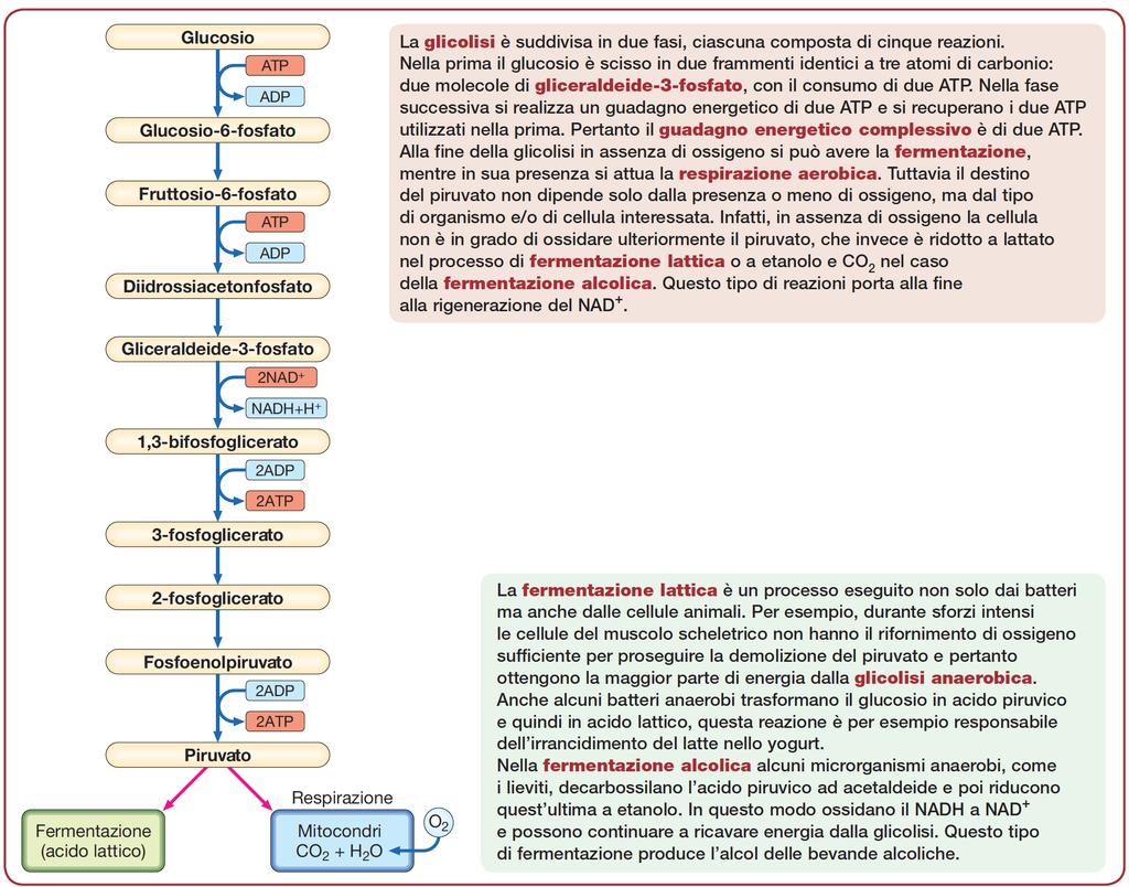 Glicolisi (nel citosol)