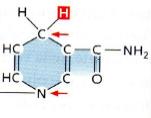 Nicotinammide adenina dinucleotide NADH