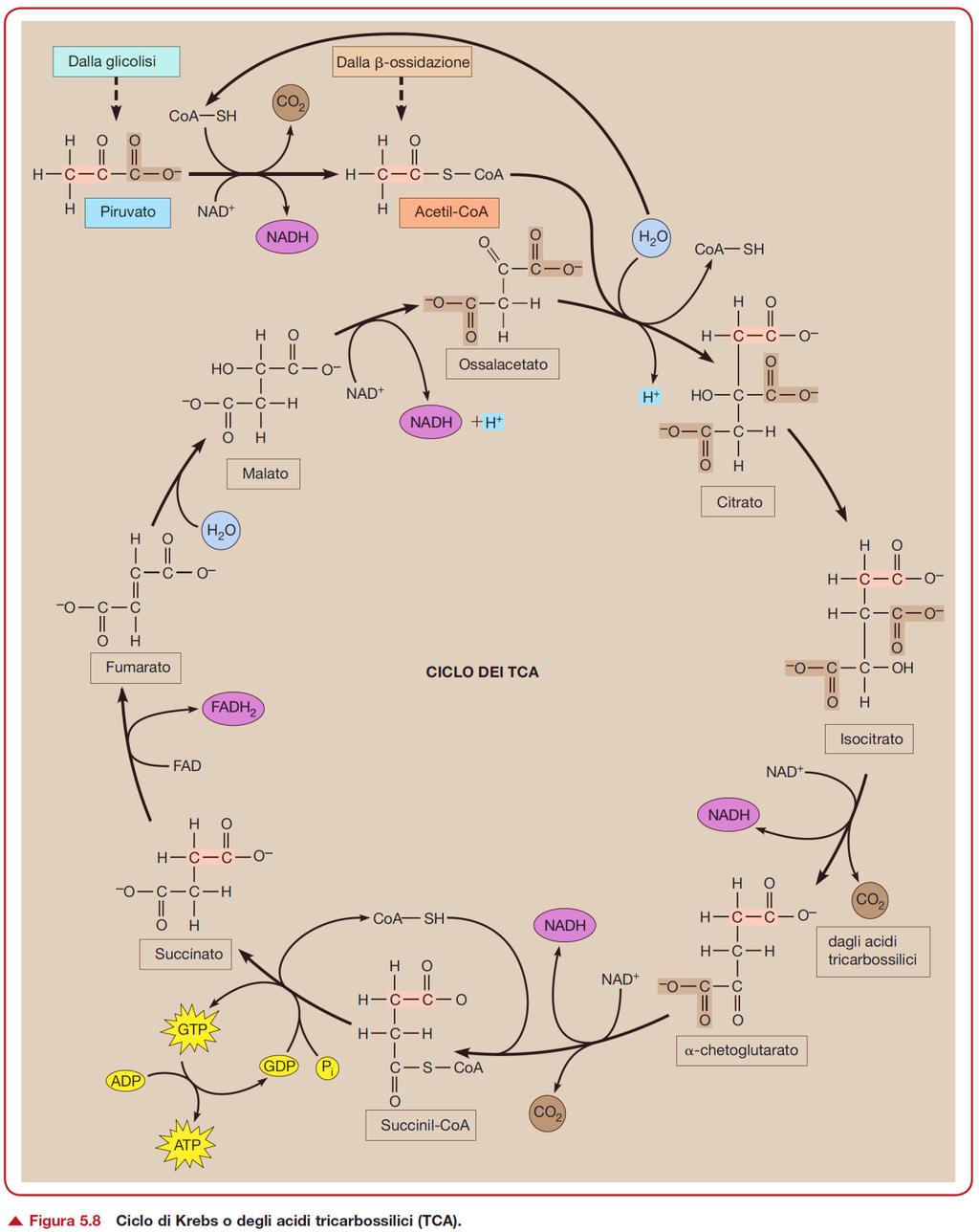 Ciclo di Krebs o degli acidi tricarbossilici (nella matrice)