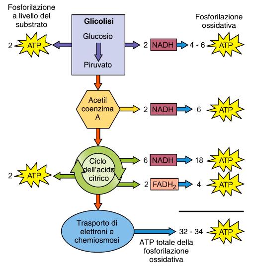 Glucosio (6C) 36 ATP Acido Palmitoico (16C) 108