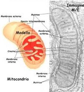 Mitocondri Organello con doppia membrana 0.5-1.0 micron di larghezza, fino a 10 micron di lunghezza.