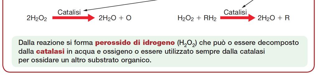 Funzioni dei perossisomi Detossificazione diverse molecole nocive ingerite (alcol etilico, alcol metilico, fenoli, nitriti) o prodotte nella cellula (specie reattive