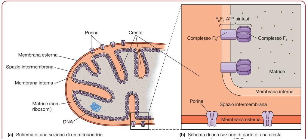 Composizione molecolare Membrana