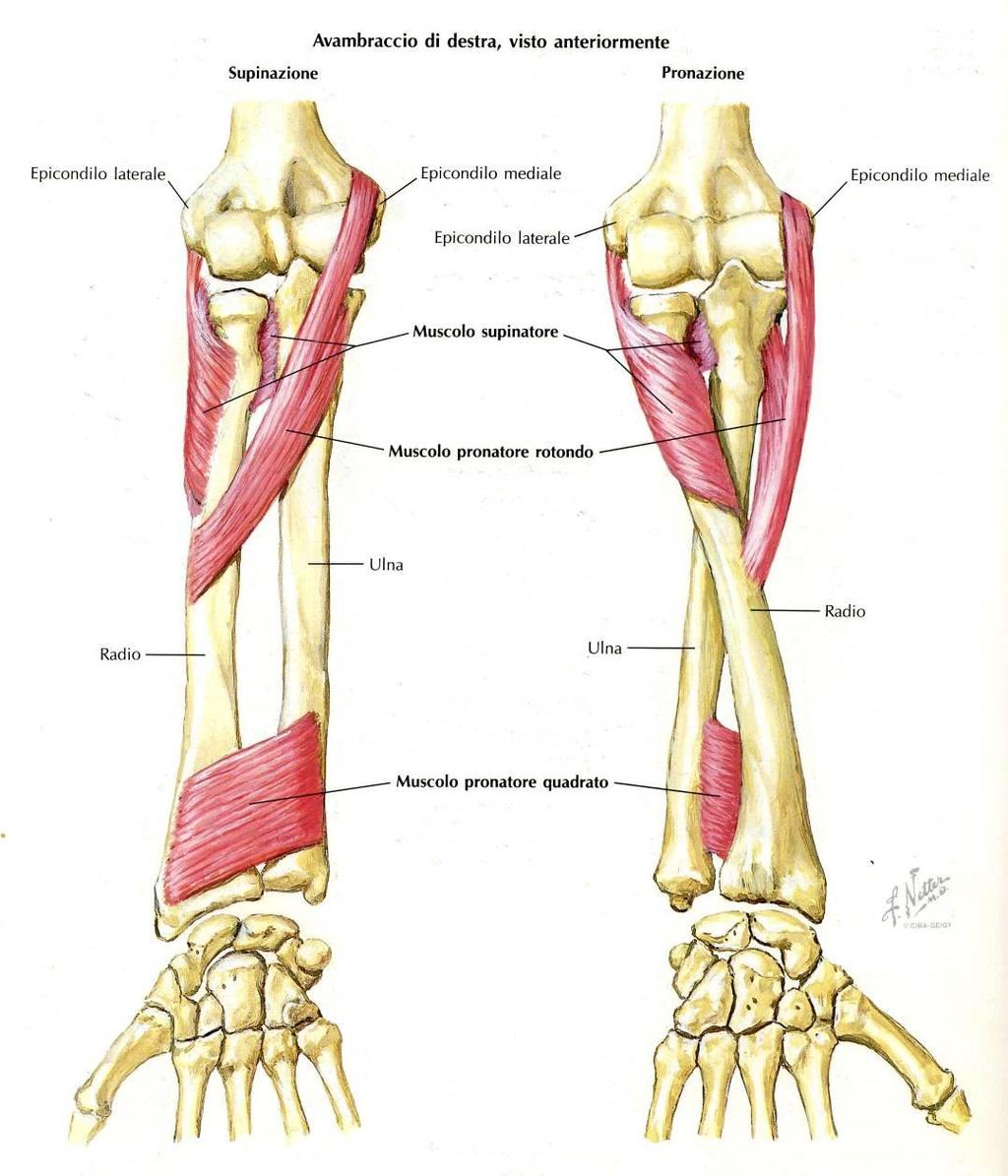 Muscoli