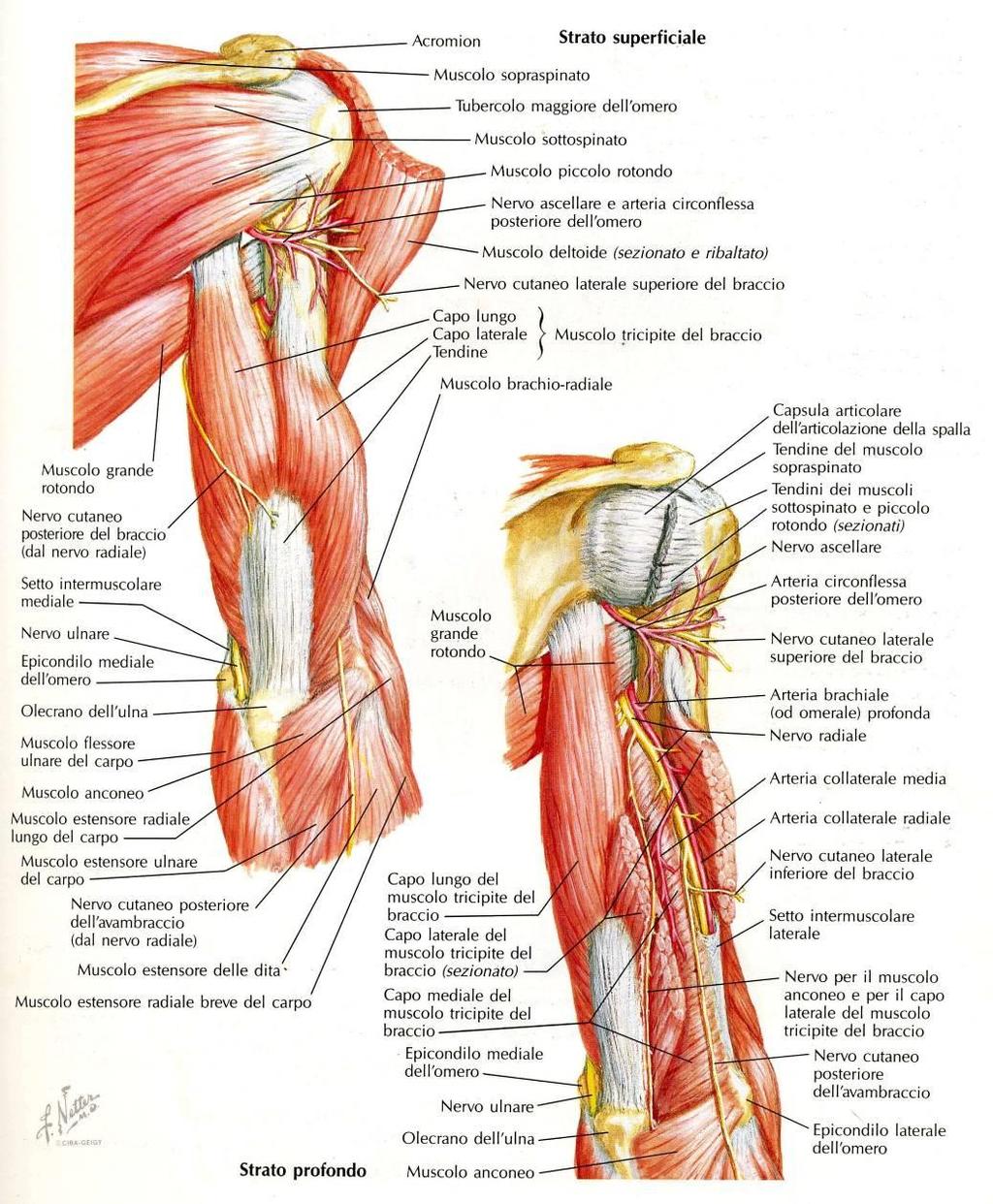 Muscoli della loggia