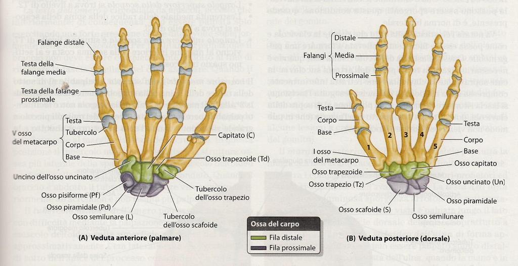 Scheletro della Mano Carpo: 8 ossa brevi (serie Prox e