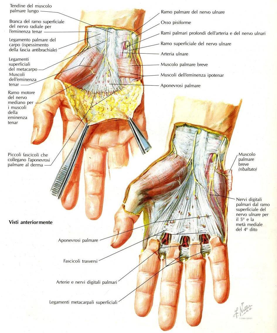 Ligamento palmare del carpo e