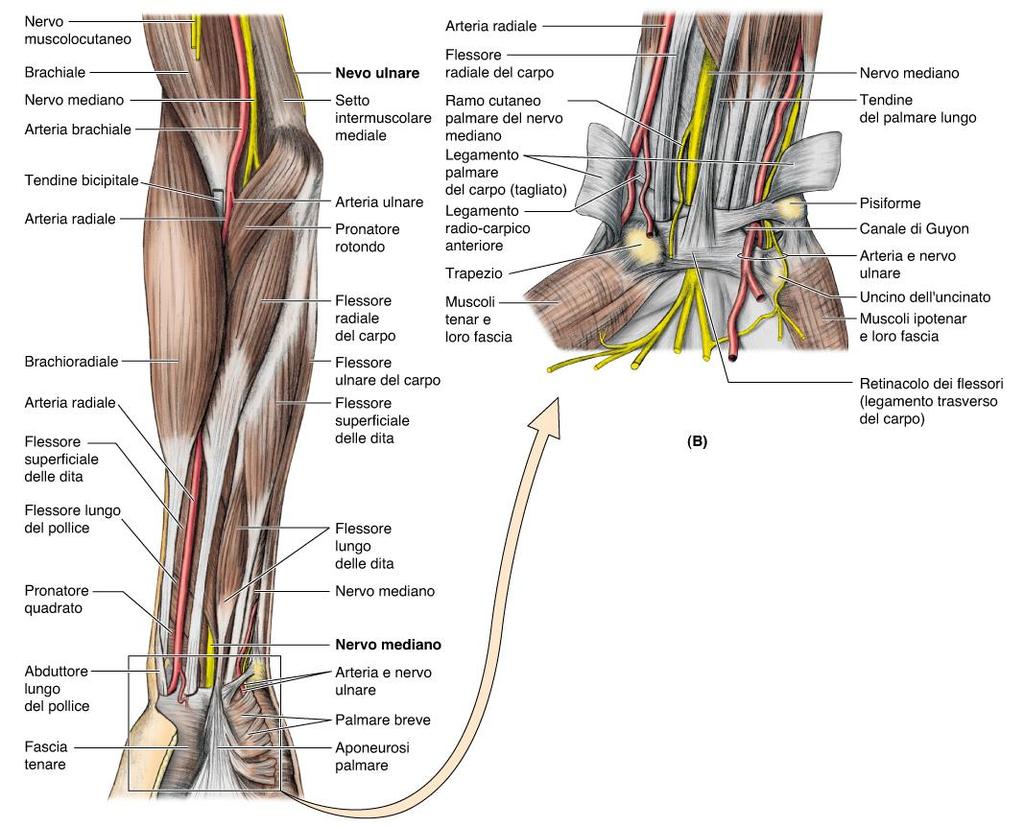 Ligamento Palmare del