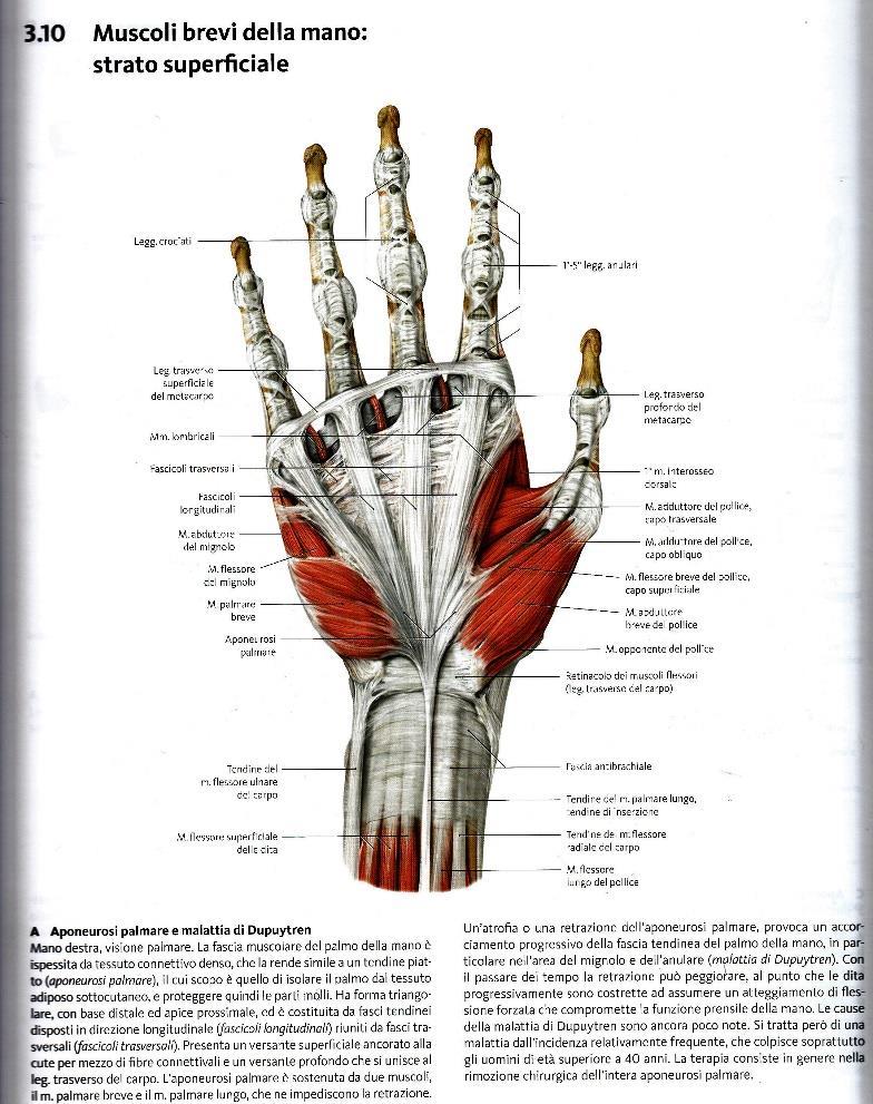 La fascia palmare si assottiglia in corrispondenza delle eminenze