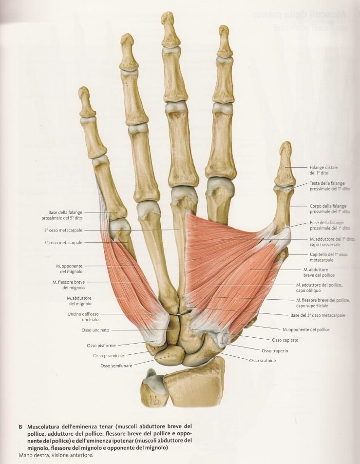breve mignolo, Opponente mignolo Originano tutti dal retinacula dei flessori e si