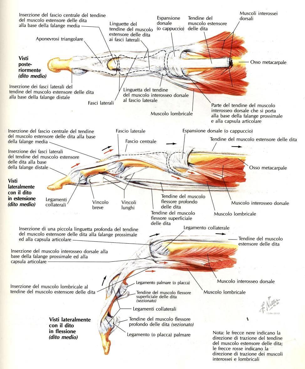 Muscoli LOMBRICALI