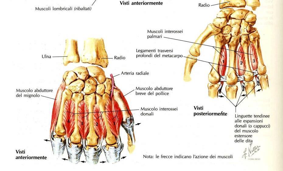 Muscoli